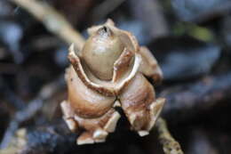 Image of Collared Earthstar