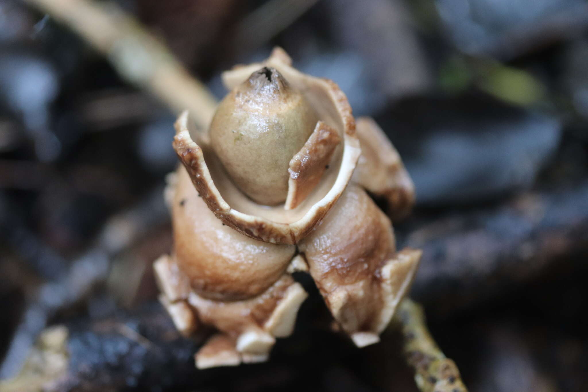 Image of Collared Earthstar