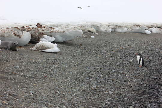 Image of Gentoo Penguin