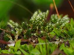 Imagem de Bryum argenteum Hedwig 1801