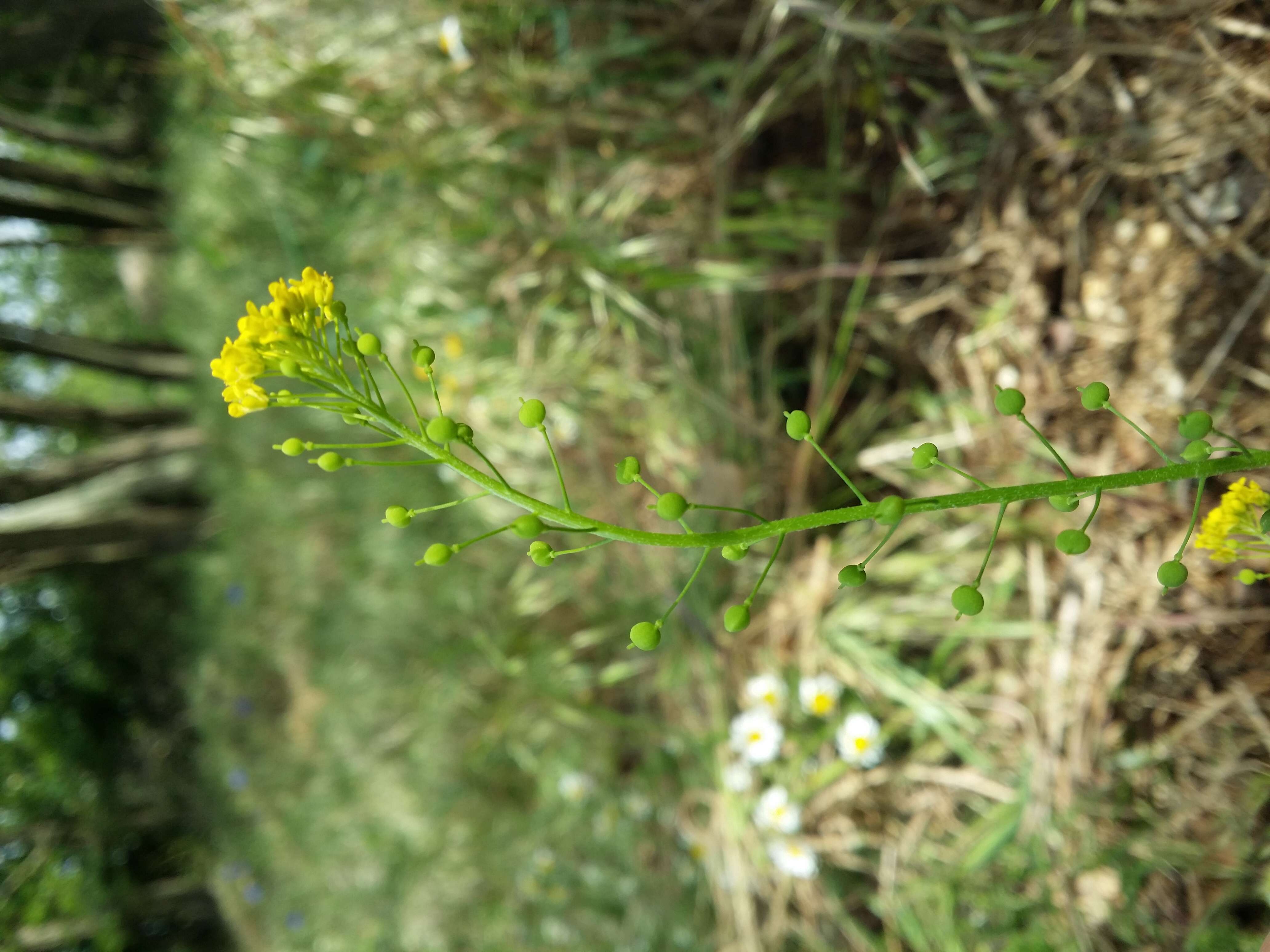 Image of ball mustard