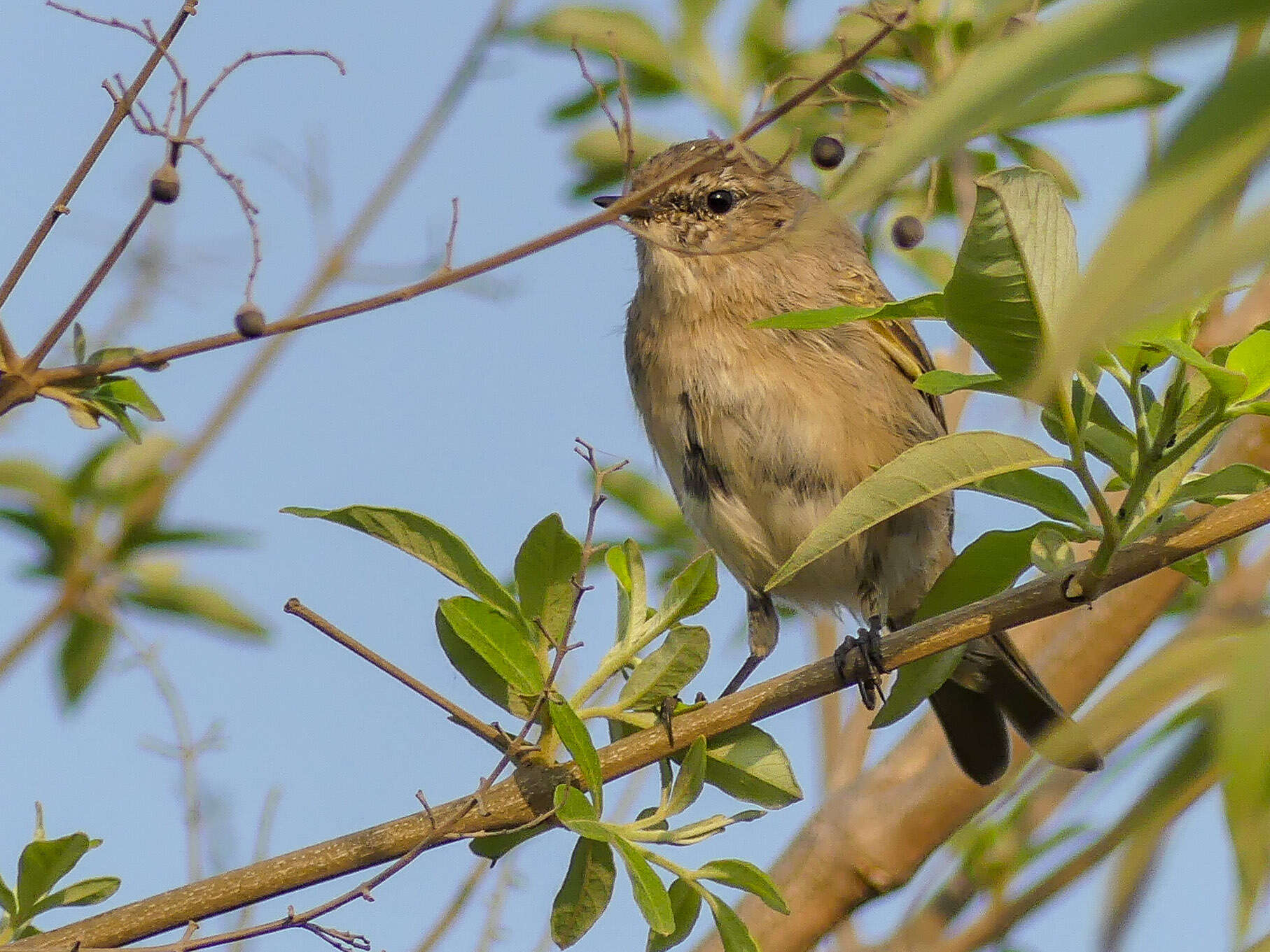 Image of Common Chiffchaff