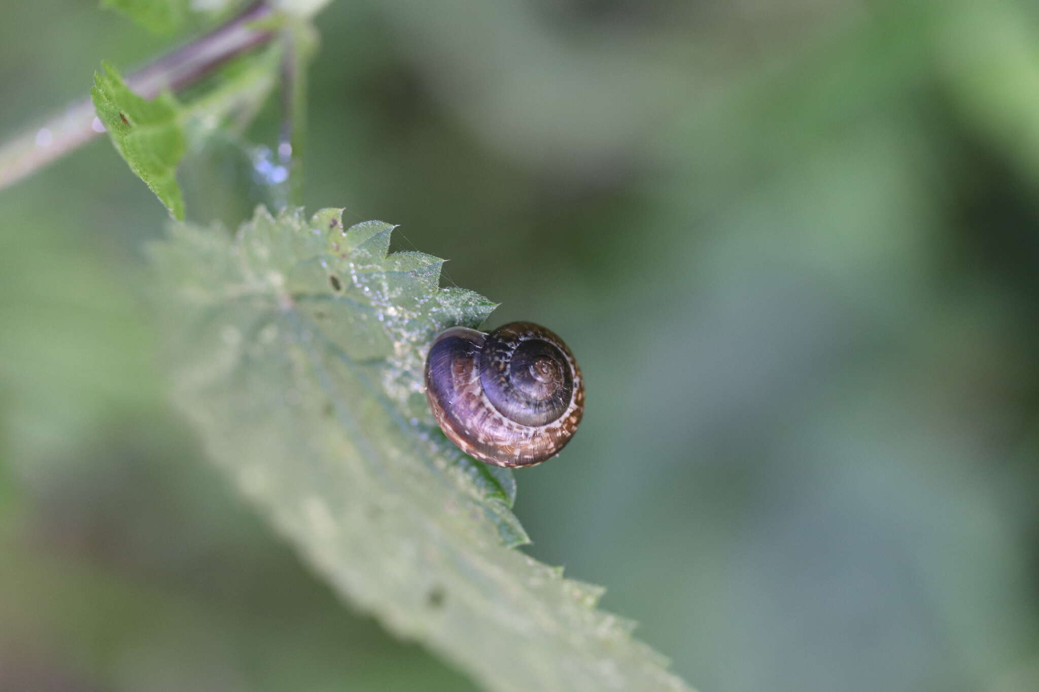 Image of Copse Snail