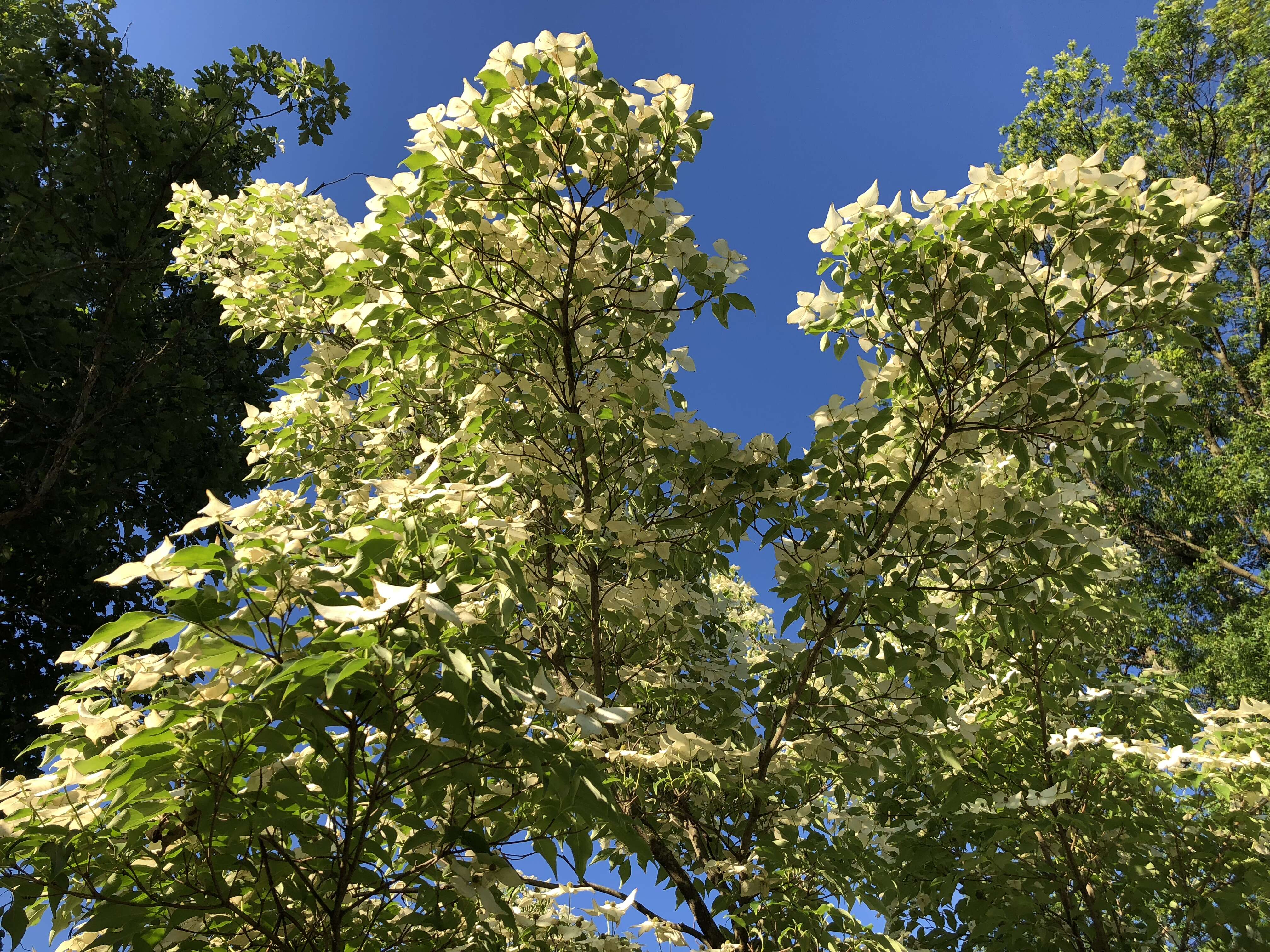 Image of Chinese dogwood