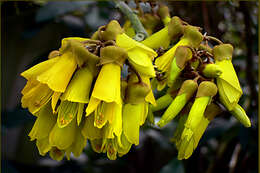 Image of kowhai