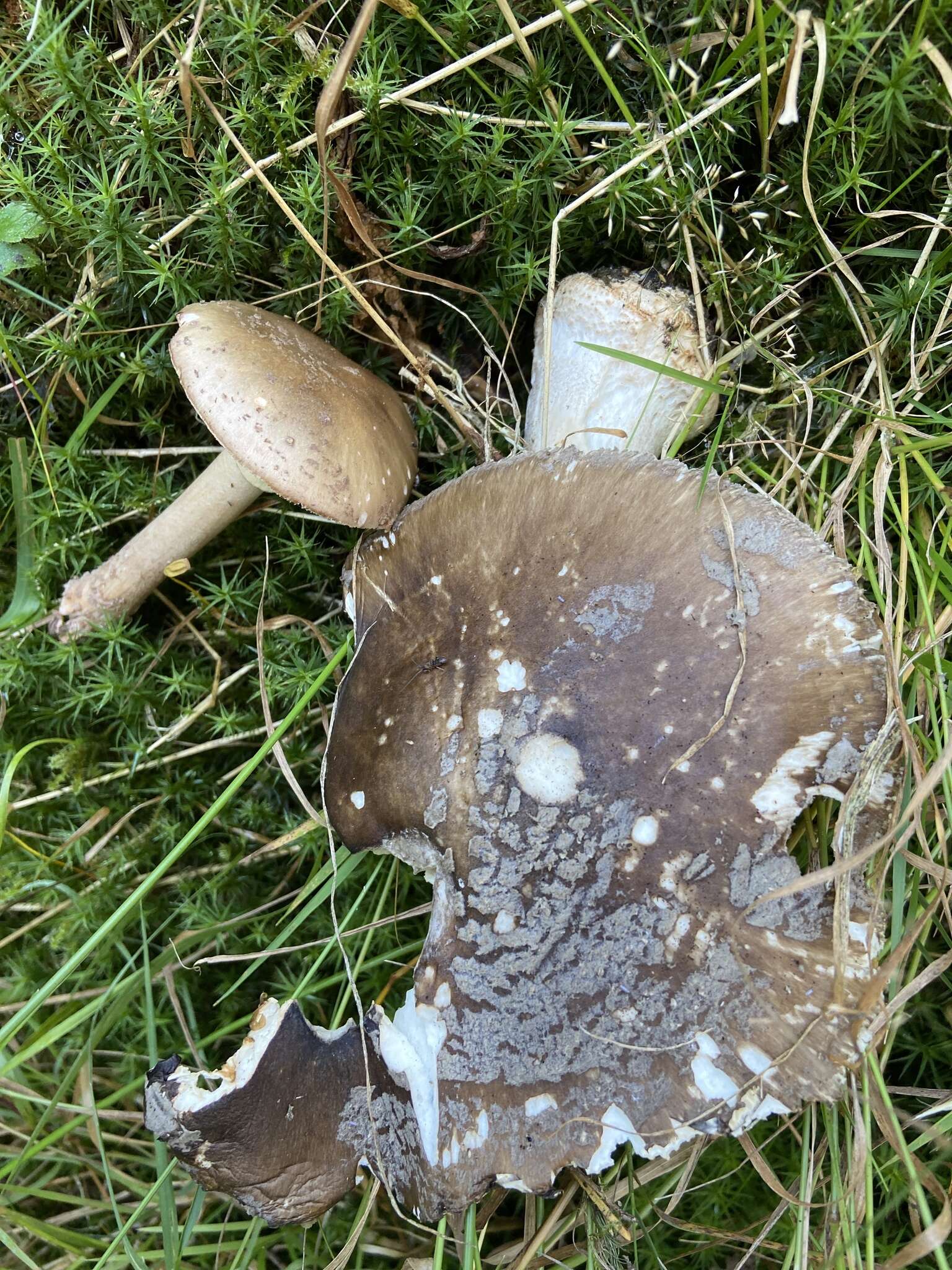 Image of Amanita porphyria Alb. & Schwein. 1805