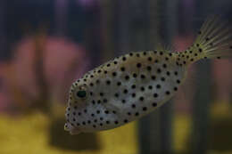 Image of Horn-nosed boxfish