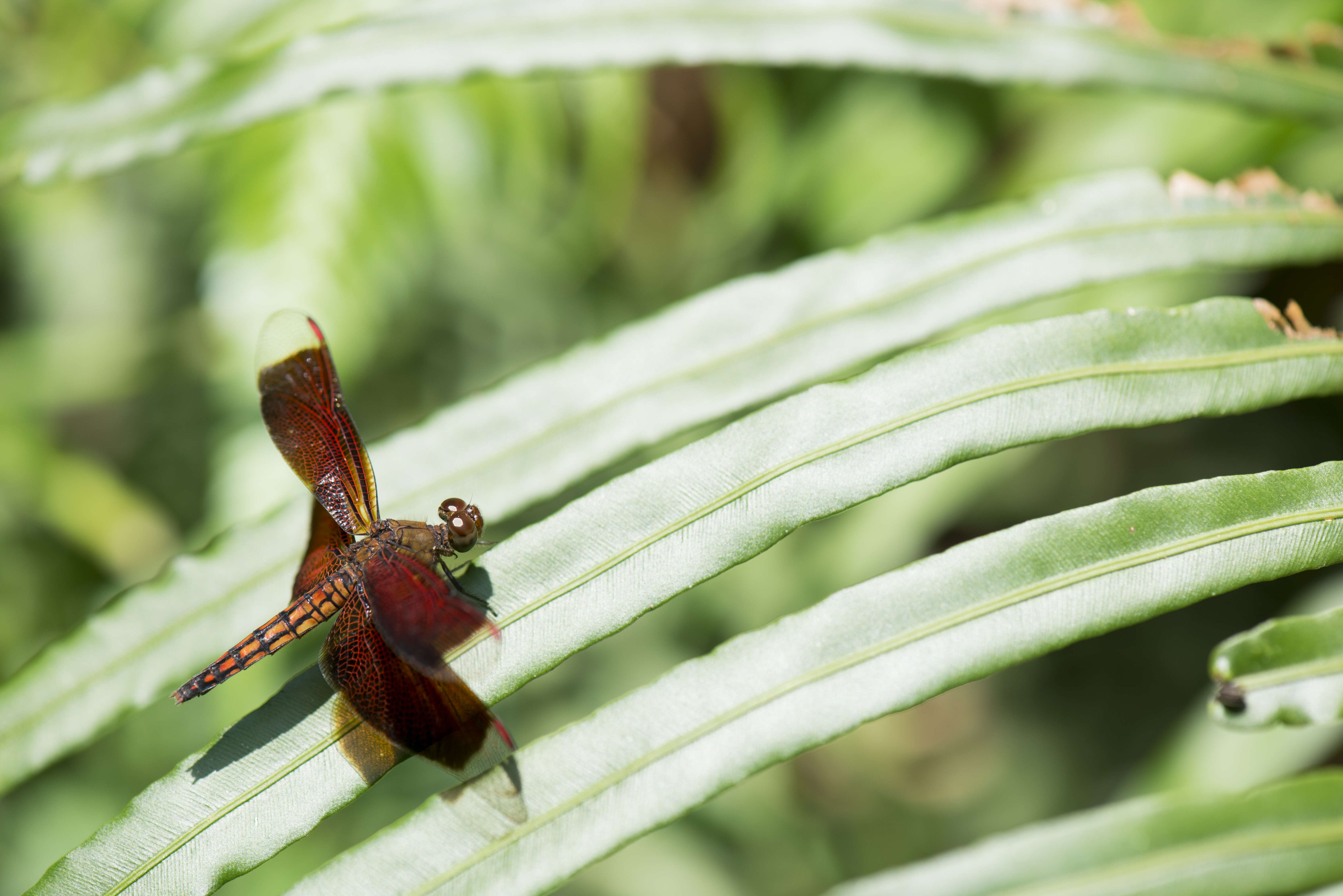 Imagem de Neurothemis taiwanensis Seehausen & Dow 2016