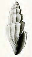 Image de Guraleus flavescens (Angas 1877)