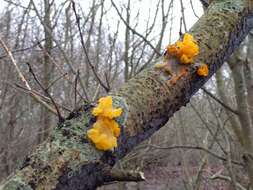 Image of Witches butter