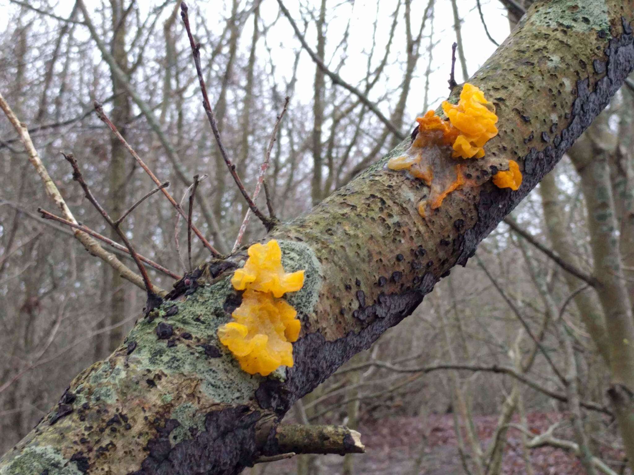 Image of Witches butter