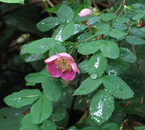 Image of dwarf rose