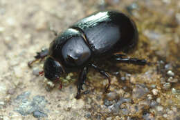 Image of black lawn beetle