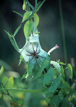 Image of Dolomedes minor L. Koch 1876