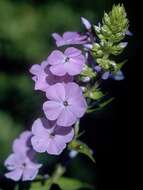 Imagem de Phlox maculata L.