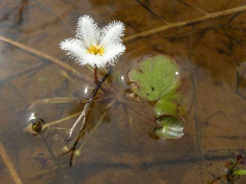 Image of Water-snowflake