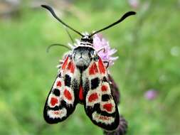 Image of Zygaena carniolica Scopoli 1763