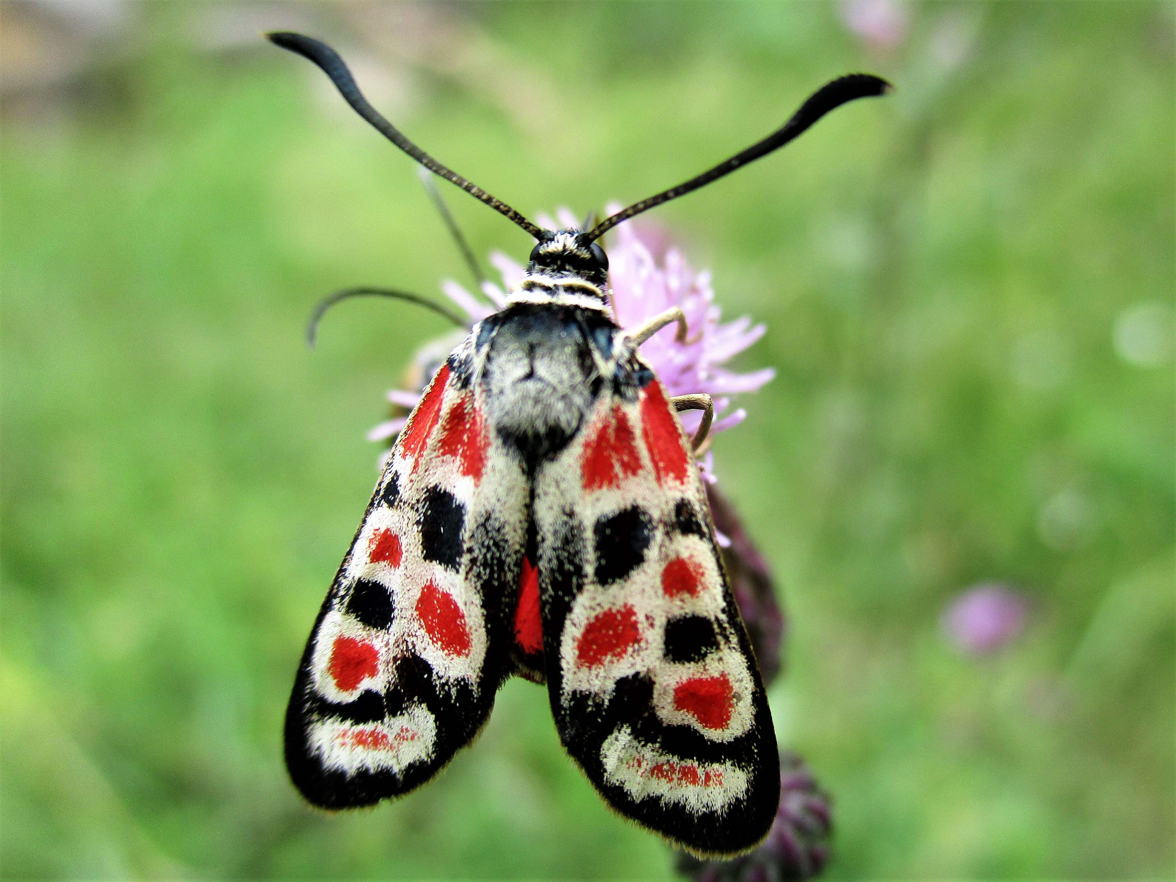 Image of Zygaena carniolica Scopoli 1763