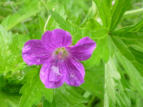 Imagem de Geranium palustre L.