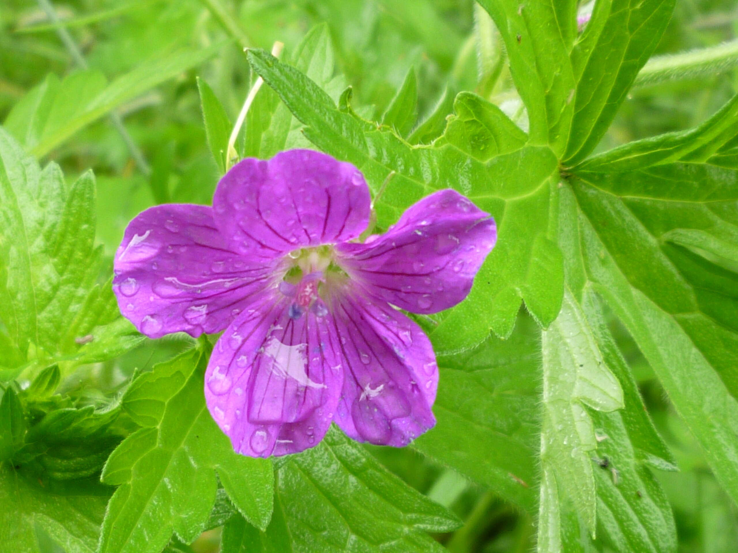 Imagem de Geranium palustre L.