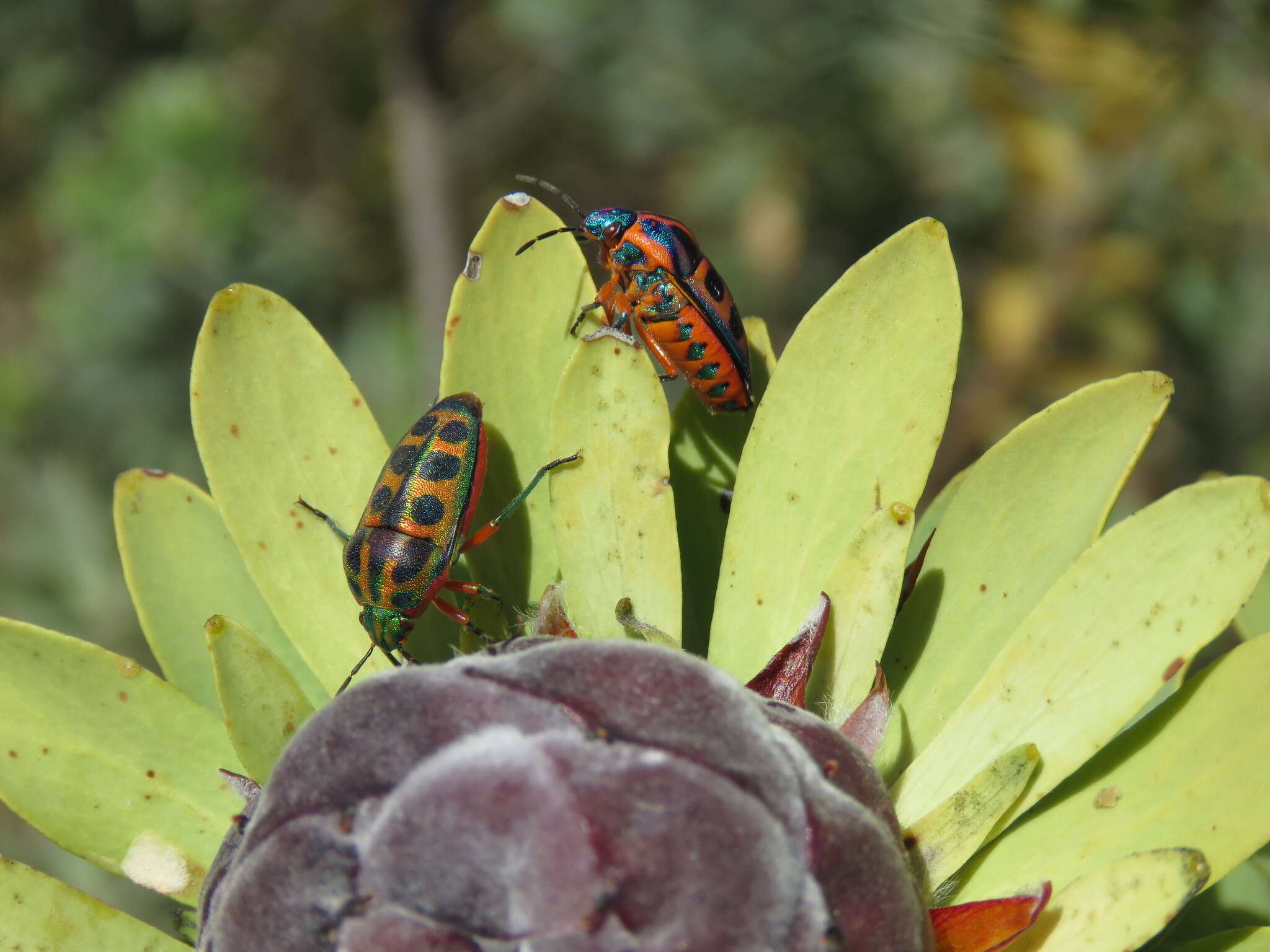 Image of grey conebush