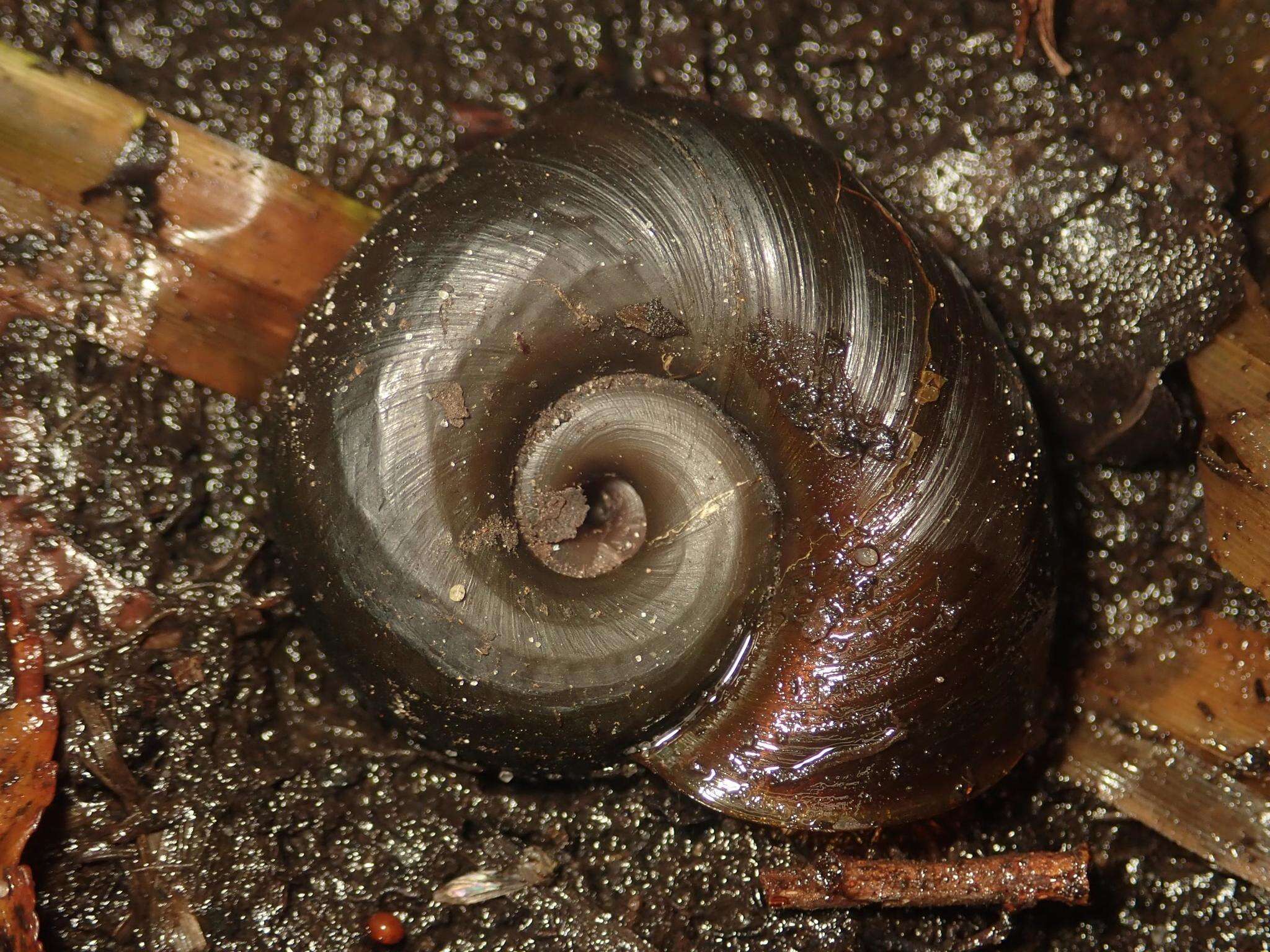 Image of Great Ram's Horn Snail