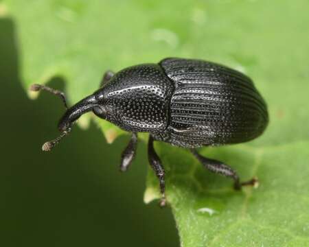 Image of Stethobaris ovata Casey & T. L. 1892