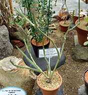 Image of Euphorbia xylophylloides Brongn. ex Lem.