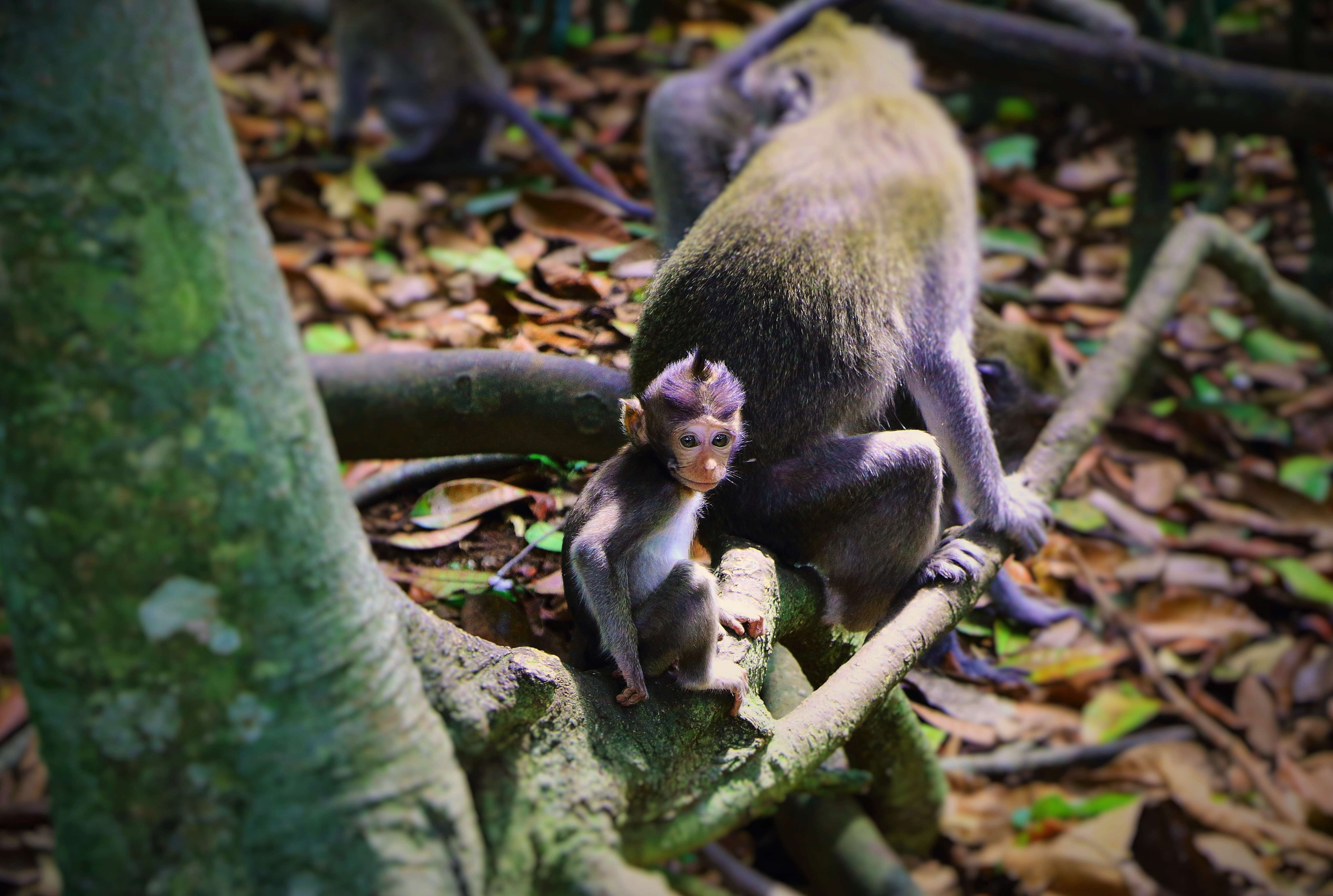 Image of Long-tailed Macaque