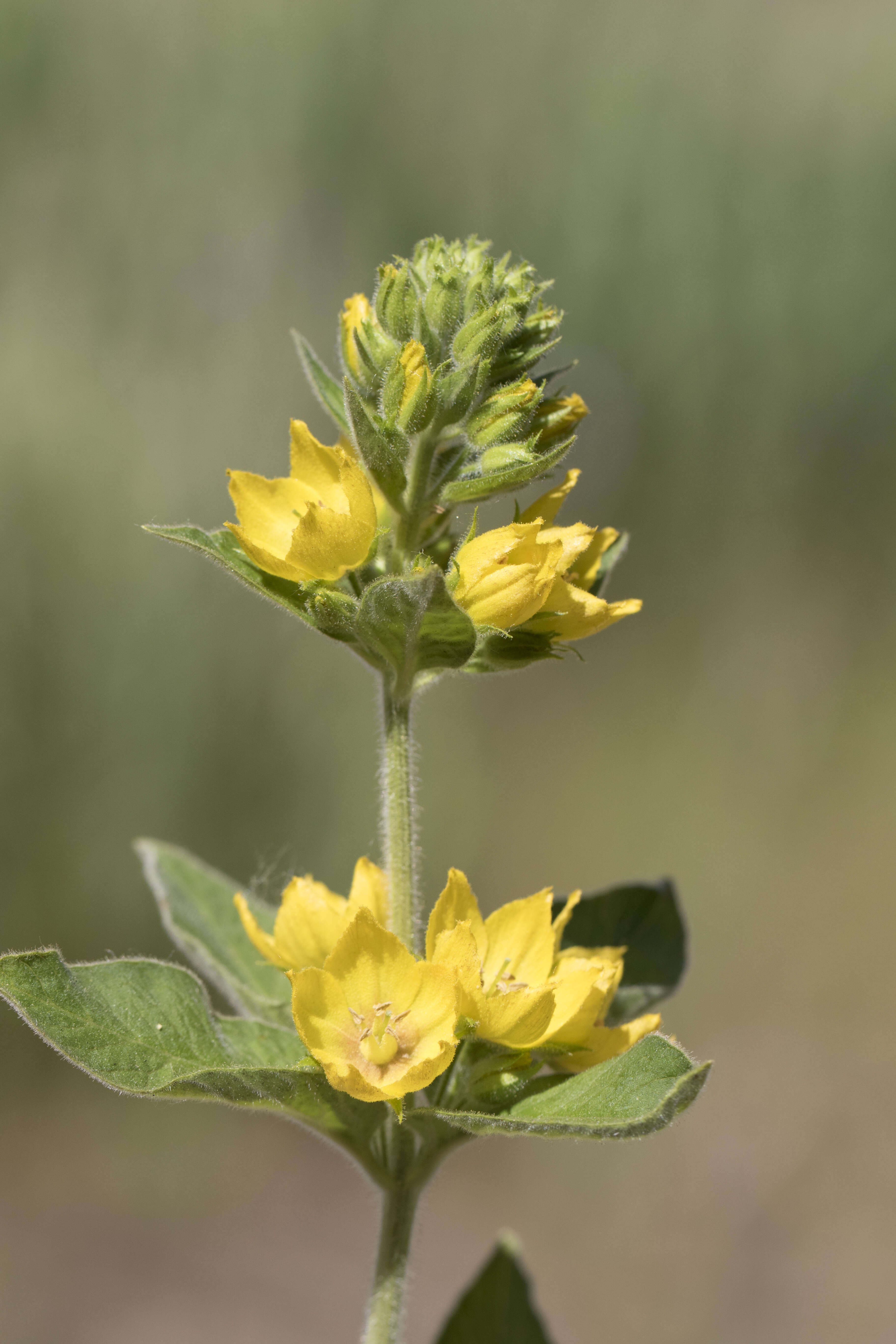 Image of Dotted Loosestrife