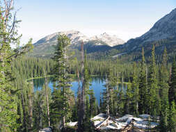 Image of whitebark pine