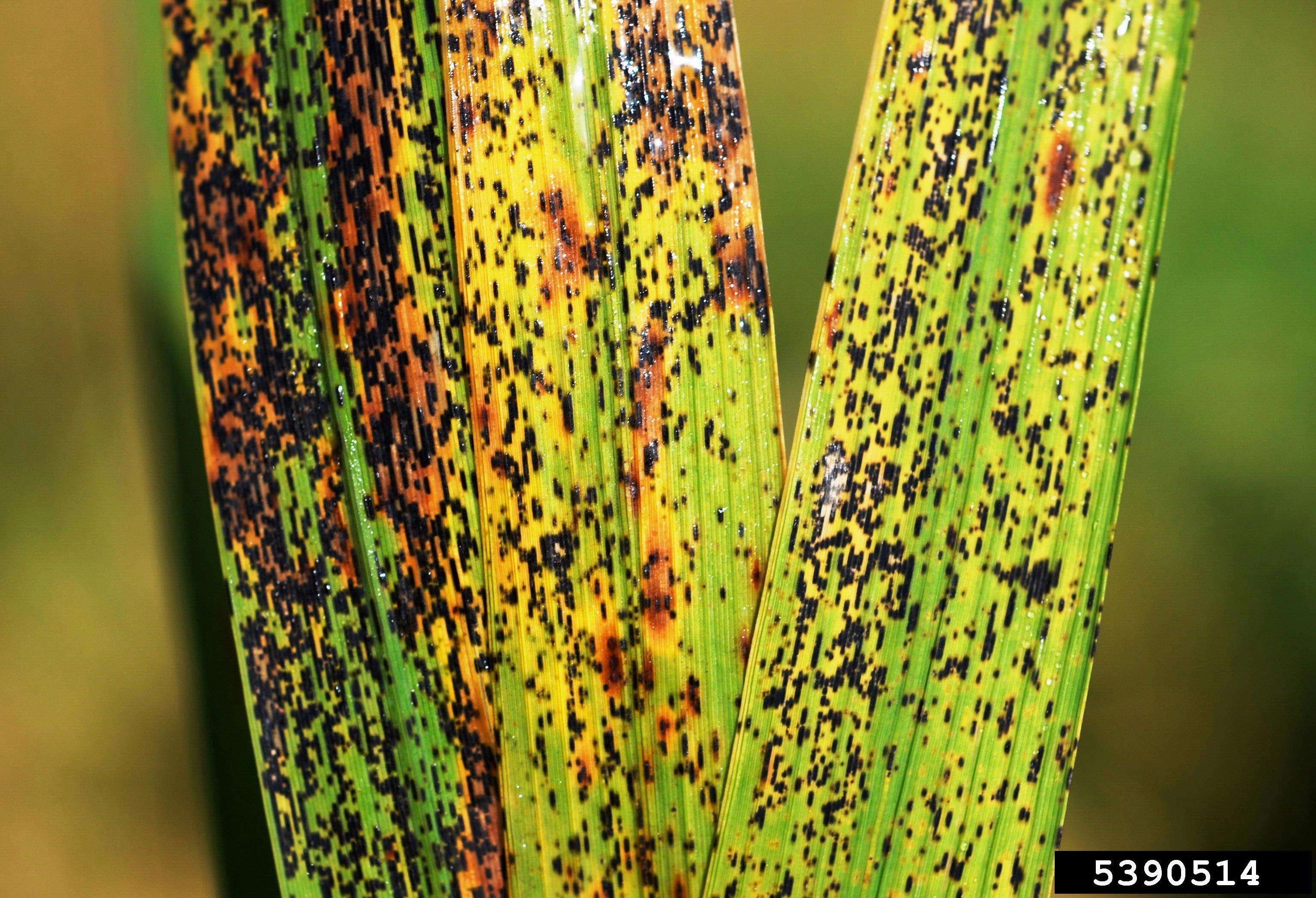 Image of rice