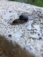 Image of Pill woodlouse