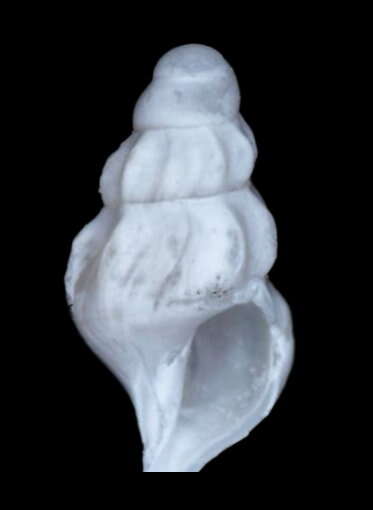 Image of Kurtziella cerina (Kurtz & Stimpson 1851)