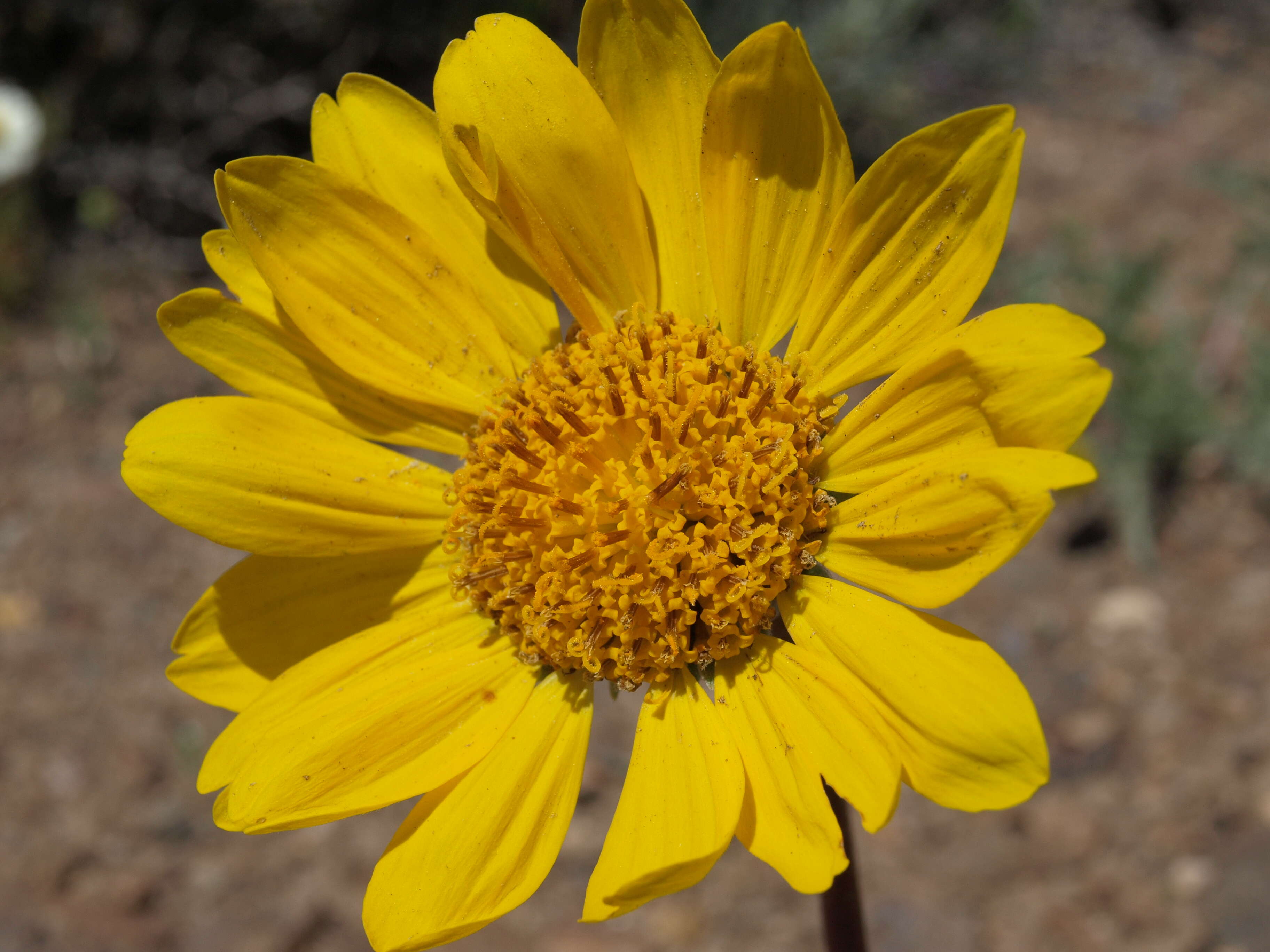 Image of Hooker's balsamroot