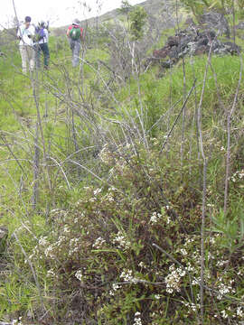 Image of spreading snakeroot