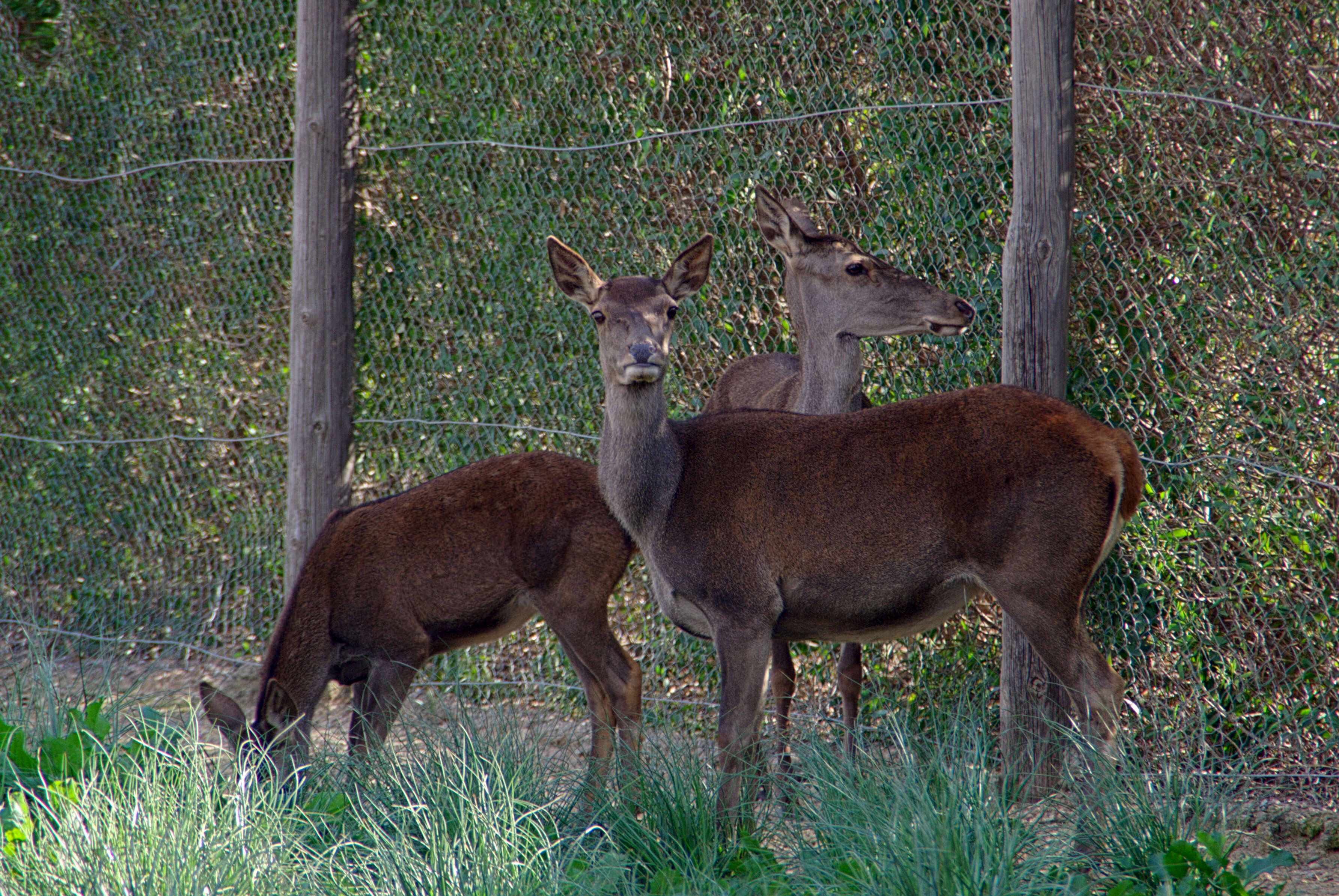 Image of Barbary stag