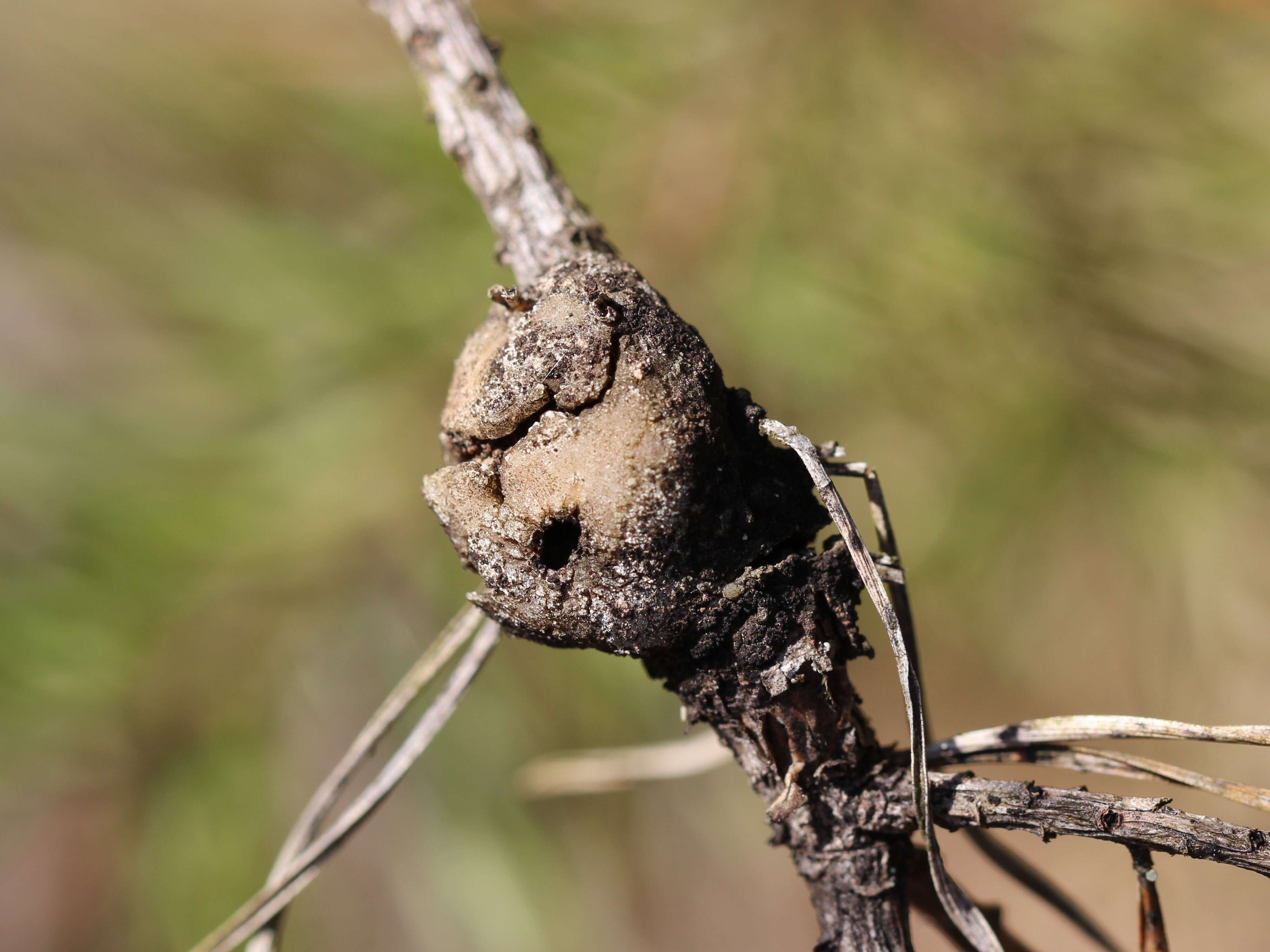 Image of Pine Resin Gall Moth