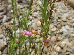 Eremophila racemosa (Endl.) F. Muell. resmi