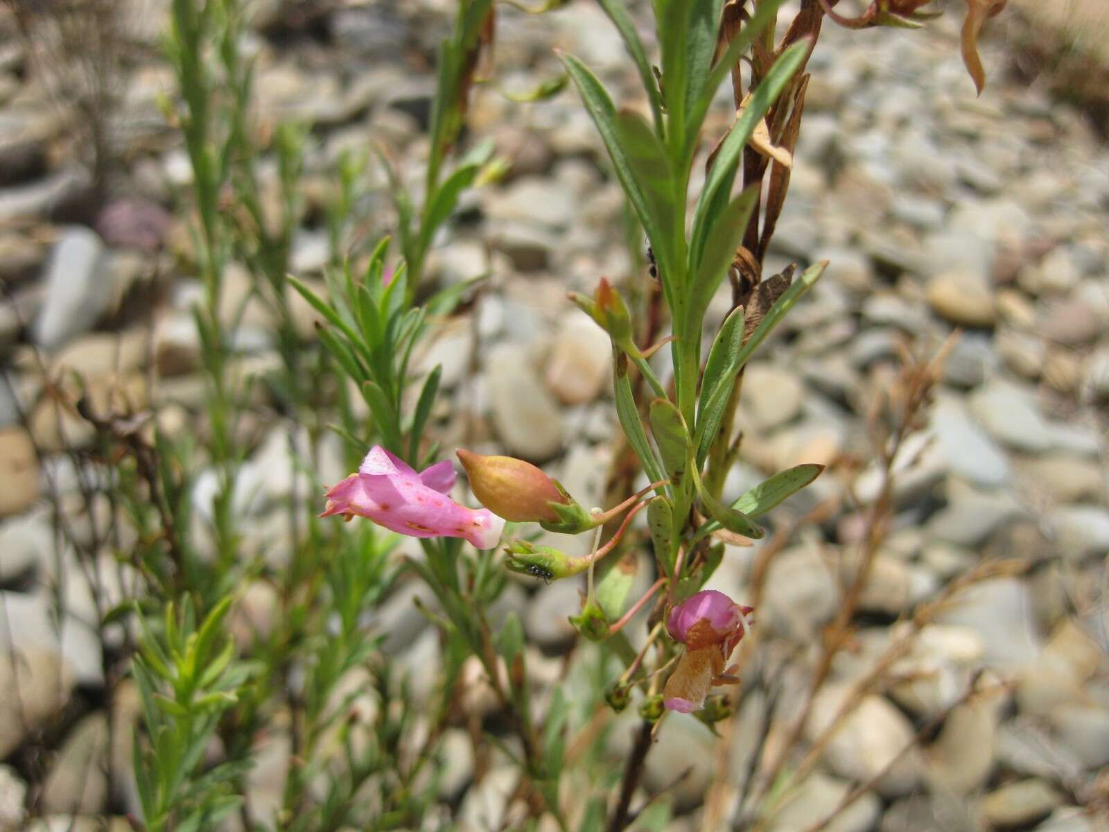 Image of Eremophila racemosa (Endl.) F. Muell.