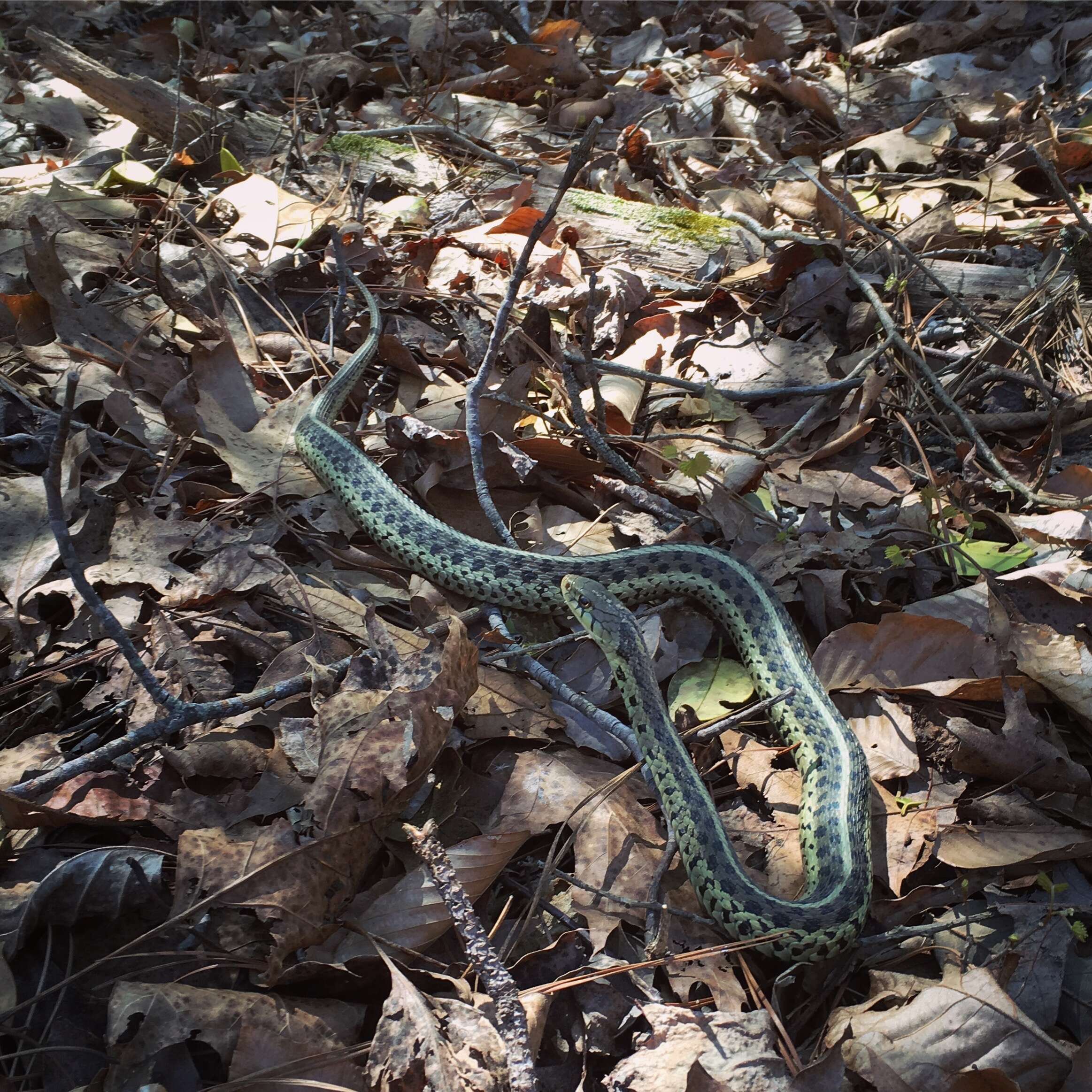 Image of Common Garter Snake