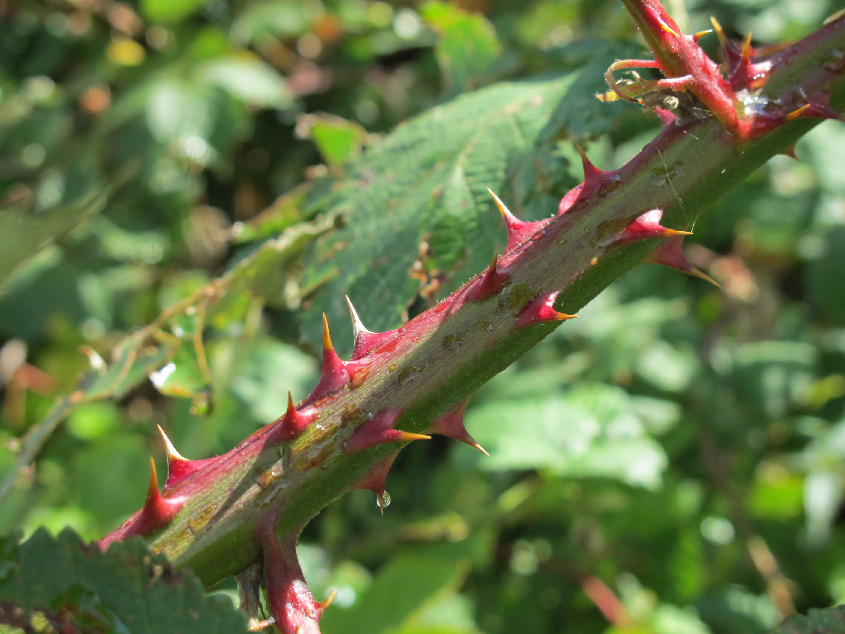 Image of Himalayan blackberry