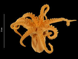 Image of Joubin's octopus