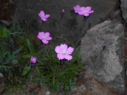 Plancia ëd Dianthus nitidus Waldst. & Kit.