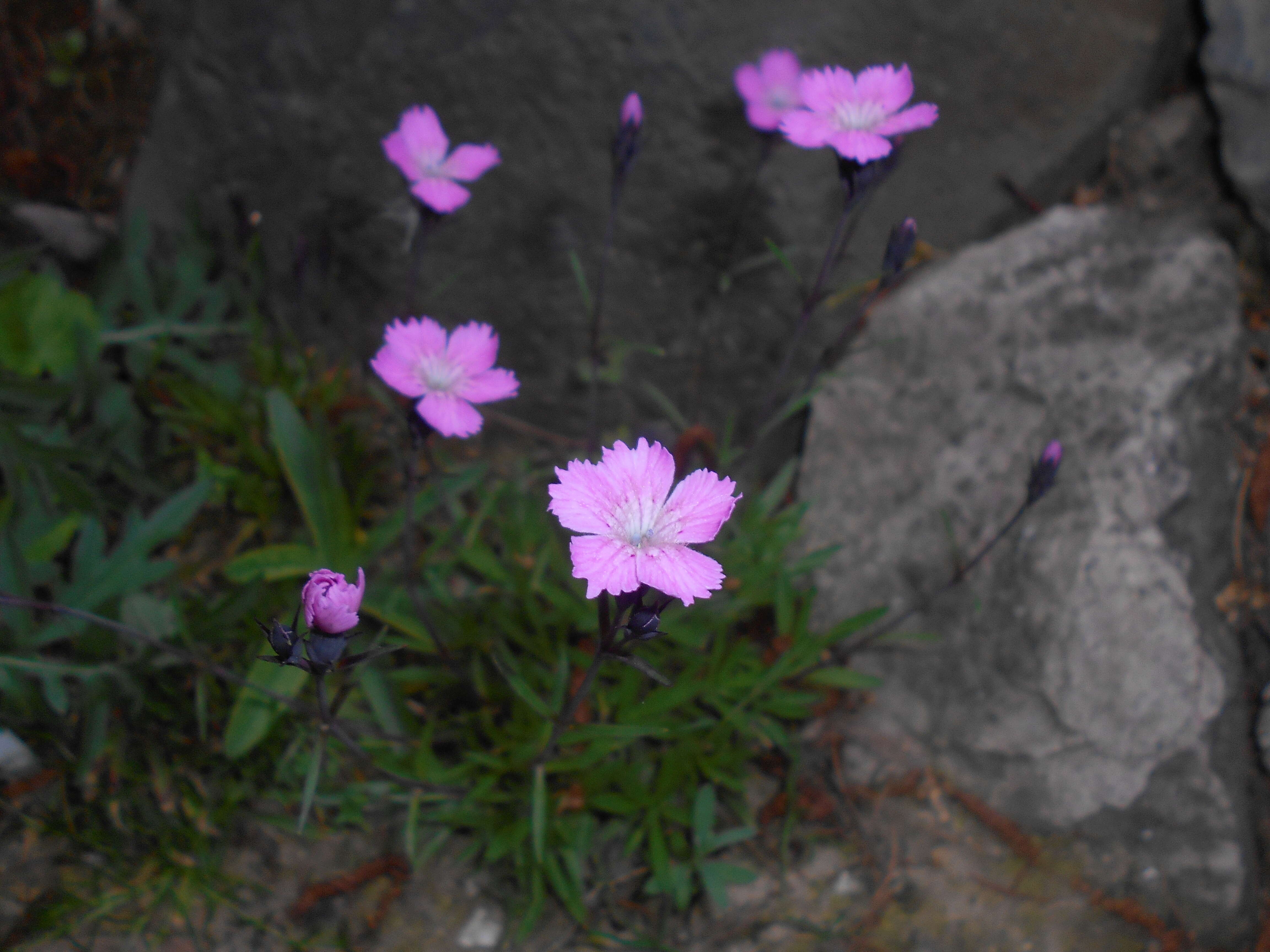 Plancia ëd Dianthus nitidus Waldst. & Kit.