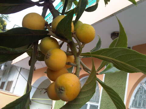 Image of loquat