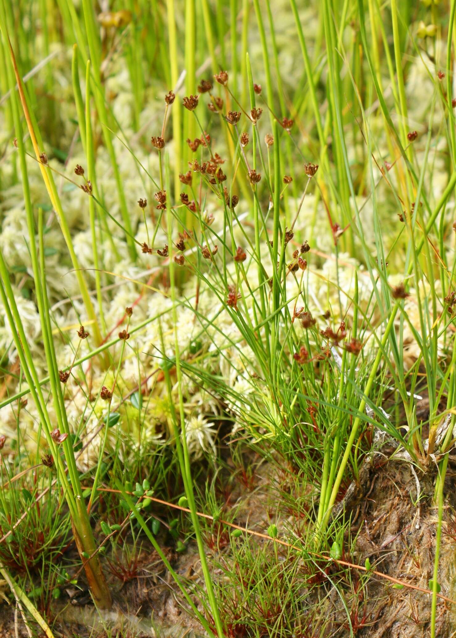 Juncus bulbosus L.的圖片