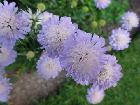 Слика од Knautia arvensis (L.) Coulter