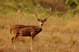 Image of Axis Deer