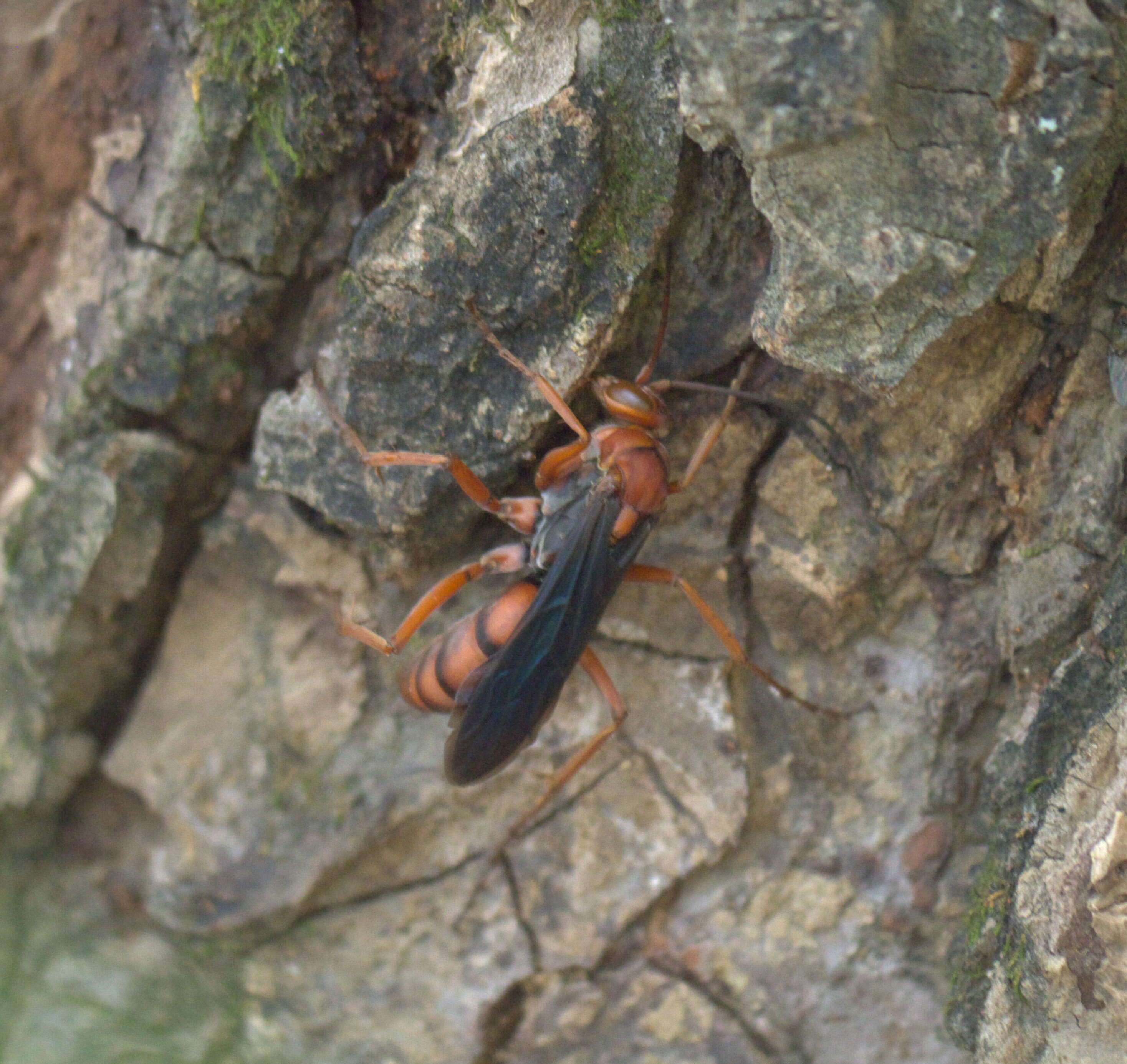 Image of Tachypompilus ferrugineus